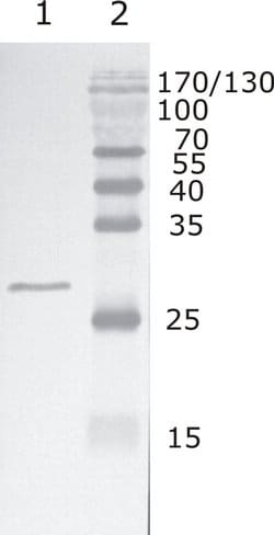 Invitrogen HIV1 Rev Group M Monoclonal Antibody (10) 100 &mu;g; Unconjugated:Antibodies,