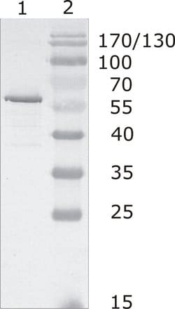 Invitrogen HIV1 p24 Monoclonal Antibody (5) 100 &mu;g; Unconjugated:Antikörper