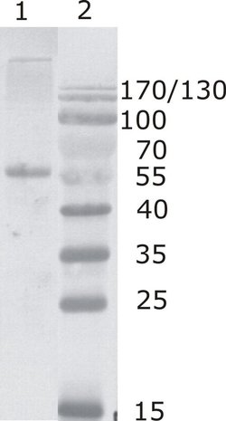 Invitrogen HIV1 p24 Monoclonal Antibody (2N32) 100 &mu;g; Unconjugated:Antibodies,