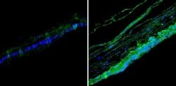 Invitrogen Rhodopsin Monoclonal Antibody (1D4) 100 &mu;L; Unconjugated:Antibodies,