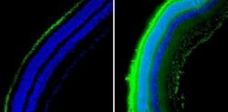 Invitrogen Rhodopsin Monoclonal Antibody (1D4) 100 &mu;L; Unconjugated:Antibodies,