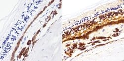 Invitrogen Rhodopsin Monoclonal Antibody (1D4) 100 &mu;L; Unconjugated:Antibodies,