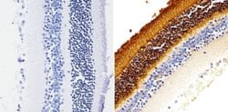 Invitrogen Rhodopsin Monoclonal Antibody (1D4) 100 &mu;L; Unconjugated:Antibodies,