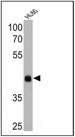 Invitrogen Rhodopsin Monoclonal Antibody (1D4) 100 &mu;L; Unconjugated:Antibodies,