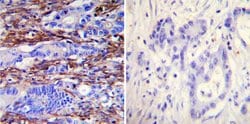 Actin Monoclonal Antibody (mAbGEa), Invitrogen™