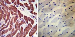 Invitrogen Actin Monoclonal Antibody (mAbGEa) 100 &mu;L; Unconjugated:Antibodies,