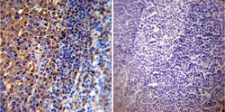 Invitrogen Actin Monoclonal Antibody (mAbGEa) 100 &mu;L; Unconjugated:Antibodies,