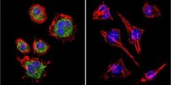 Invitrogen TIMP2 Monoclonal Antibody (F27 P3 A4) 100 &mu;g; Unconjugated:Antibodies,
