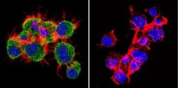 Invitrogen TIMP2 Monoclonal Antibody (F27 P3 A4) 100 &mu;g; Unconjugated:Antibodies,