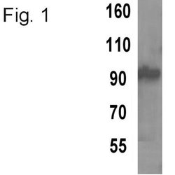 Invitrogen TPX2 Monoclonal Antibody (18D5-1) 100 &mu;g; Unconjugated:Antibodies,