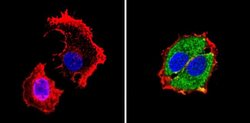 Invitrogen RARA Monoclonal Antibody (Ralpha10) 50 &mu;g; Unconjugated:Antibodies,
