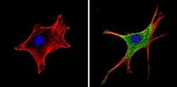 Invitrogen RARA Monoclonal Antibody (Ralpha10) 50 &mu;g; Unconjugated:Antibodies,