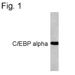 Invitrogen C/EBP alpha Monoclonal Antibody (15C8) 100 &mu;g; Unconjugated:Antibodies,
