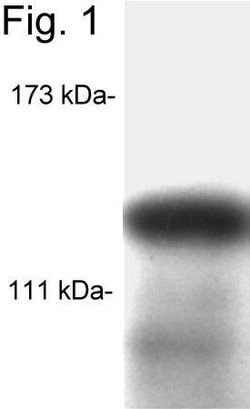 Invitrogen SRC1 Monoclonal Antibody (1135/H4) 100 &mu;L; Unconjugated:Antibodies,