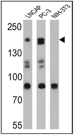 Invitrogen SRC1 Monoclonal Antibody (1135/H4) 100 &mu;L; Unconjugated:Antibodies,