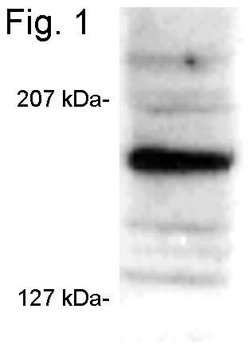 Invitrogen SRC3 Monoclonal Antibody (AX15.3) 100 &mu;g; Unconjugated:Antibodies,