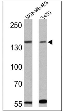 Invitrogen ErbB4 Monoclonal Antibody (HFR1) 200 &mu;g; Unconjugated:Antibodies,