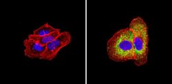 Invitrogen ErbB4 Monoclonal Antibody (HFR1) 200 &mu;g; Unconjugated:Antibodies,