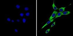 Invitrogen ErbB4 Monoclonal Antibody (HFR1) 200 &mu;g; Unconjugated:Antibodies,