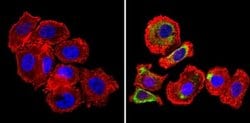 Invitrogen ErbB4 Monoclonal Antibody (HFR1) 200 &mu;g; Unconjugated:Antibodies,