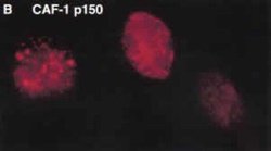 CAF1 p150 Monoclonal Antibody (SS1 1-13), Invitrogen 200 &mu;L; Unconjugated:Antibodies,
