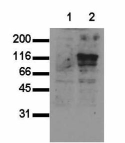 M-cadherin Mouse anti-Human, Clone: 21G4, Invitrogen 50 &mu;g; Unconjugated:Antibodies,