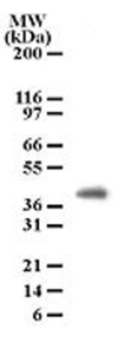 PGRP-1b Monoclonal Antibody (186C426), Invitrogen 100 &mu;g; Unconjugated:Antibodies,