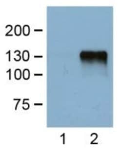 Invitrogen DYKDDDDK Tag Monoclonal Antibody (FG4R), Biotin 50 &mu;L; Biotin:Antibodies,