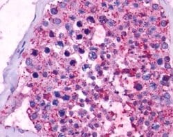 NQO1 Monoclonal Antibody (A180), Invitrogen 100 &mu;L | Buy Online | Invitrogen | Fisher Scientific