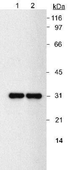 NQO1 Monoclonal Antibody (A180), Invitrogen 100 &mu;L | Buy Online | Invitrogen | Fisher Scientific