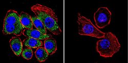 Invitrogen CFTR Monoclonal Antibody (CF3) 100 &mu;L; Unconjugated:Antibodies,