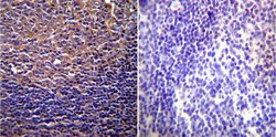 Invitrogen CFTR Monoclonal Antibody (CF3) 100 &mu;L; Unconjugated:Antibodies,