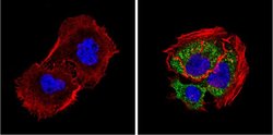 Invitrogen DIABLO Monoclonal Antibody (SMAC 17 1-87) 100 &mu;g; Unconjugated:Antibodies,