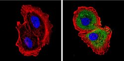 Invitrogen DIABLO Monoclonal Antibody (SMAC 17 1-87) 100 &mu;g; Unconjugated:Antibodies,