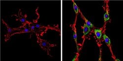 Invitrogen DIABLO Monoclonal Antibody (SMAC 17 1-87) 100 &mu;g; Unconjugated:Antibodies,
