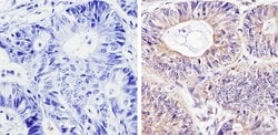 Invitrogen DIABLO Monoclonal Antibody (SMAC 17 1-87) 100 &mu;g; Unconjugated:Antibodies,