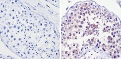 Invitrogen DIABLO Monoclonal Antibody (SMAC 17 1-87) 100 &mu;g; Unconjugated:Antibodies,
