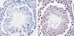Invitrogen DIABLO Monoclonal Antibody (SMAC 17 1-87) 100 &mu;g; Unconjugated:Antibodies,