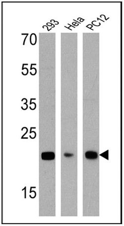 Invitrogen DIABLO Monoclonal Antibody (SMAC 17 1-87) 100 &mu;g; Unconjugated:Antibodies,