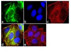 Invitrogen™ RALBP1 Monoclonal Antibody (6C6)