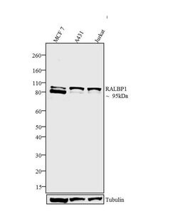 Invitrogen RALBP1 Monoclonal Antibody (6C6) 100 &mu;g; Unconjugated:Antibodies,