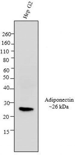 Invitrogen Adiponectin Monoclonal Antibody (19F1) 100 &mu;g; Unconjugated:Antibodies,