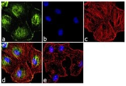 Invitrogen Cytohesin 1 Monoclonal Antibody (2E11) 100 &mu;g; Unconjugated:Antibodies,