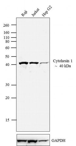 Invitrogen Cytohesin 1 Monoclonal Antibody (2E11) 100 &mu;g; Unconjugated:Antibodies,