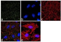 Invitrogen alpha Adaptin Monoclonal Antibody (AP6) 100 &mu;L; Unconjugated:Antibodies,