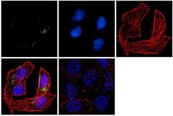 Invitrogen O-linked N-acetylglucosamine (O-GlcNAc) Monoclonal Antibody