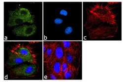 Invitrogen eIF1 Monoclonal Antibody (2B9) 100 &mu;g; Unconjugated:Antibodies,