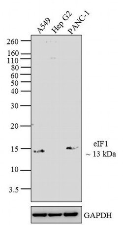 Invitrogen eIF1 Monoclonal Antibody (2B9) 100 &mu;g; Unconjugated:Antibodies,