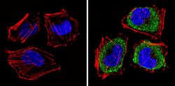 Invitrogen eIF1 Monoclonal Antibody (2B9) 100 &mu;g; Unconjugated:Antibodies,