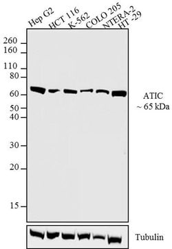Invitrogen ATIC Monoclonal Antibody (F38 P7 H9) 100 &mu;g; Unconjugated:Antibodies,
